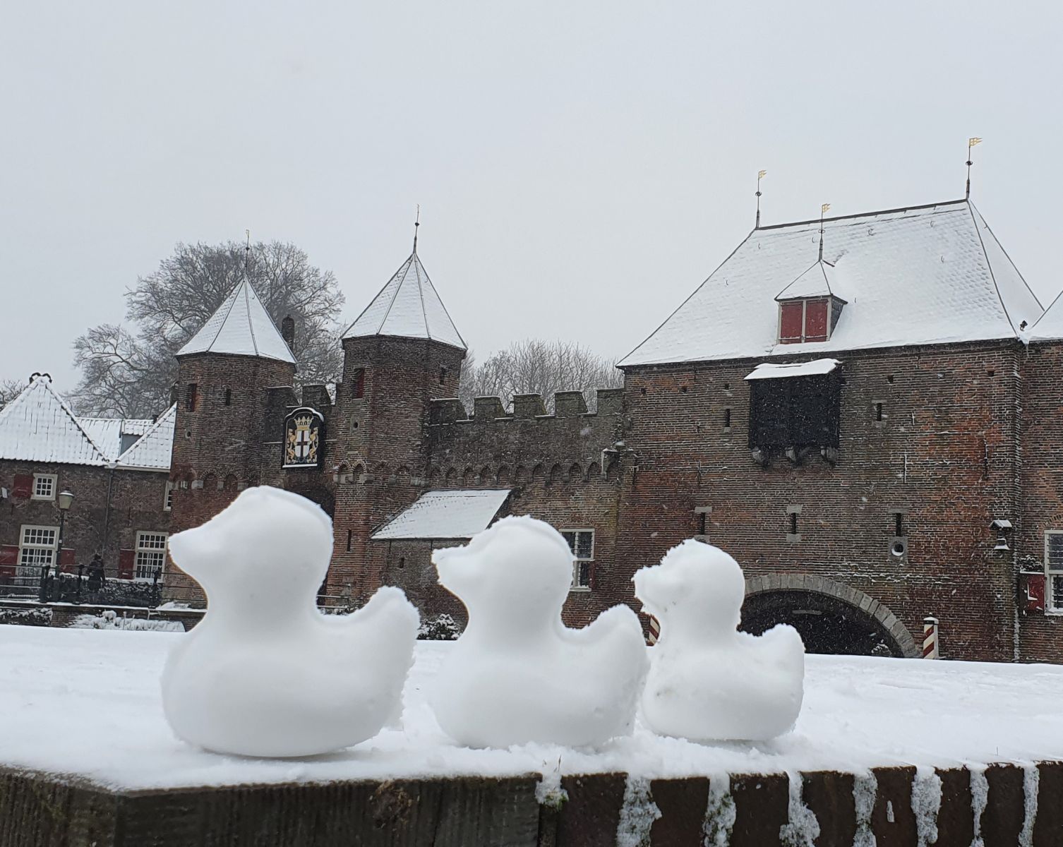 Eenden in Amersfoort